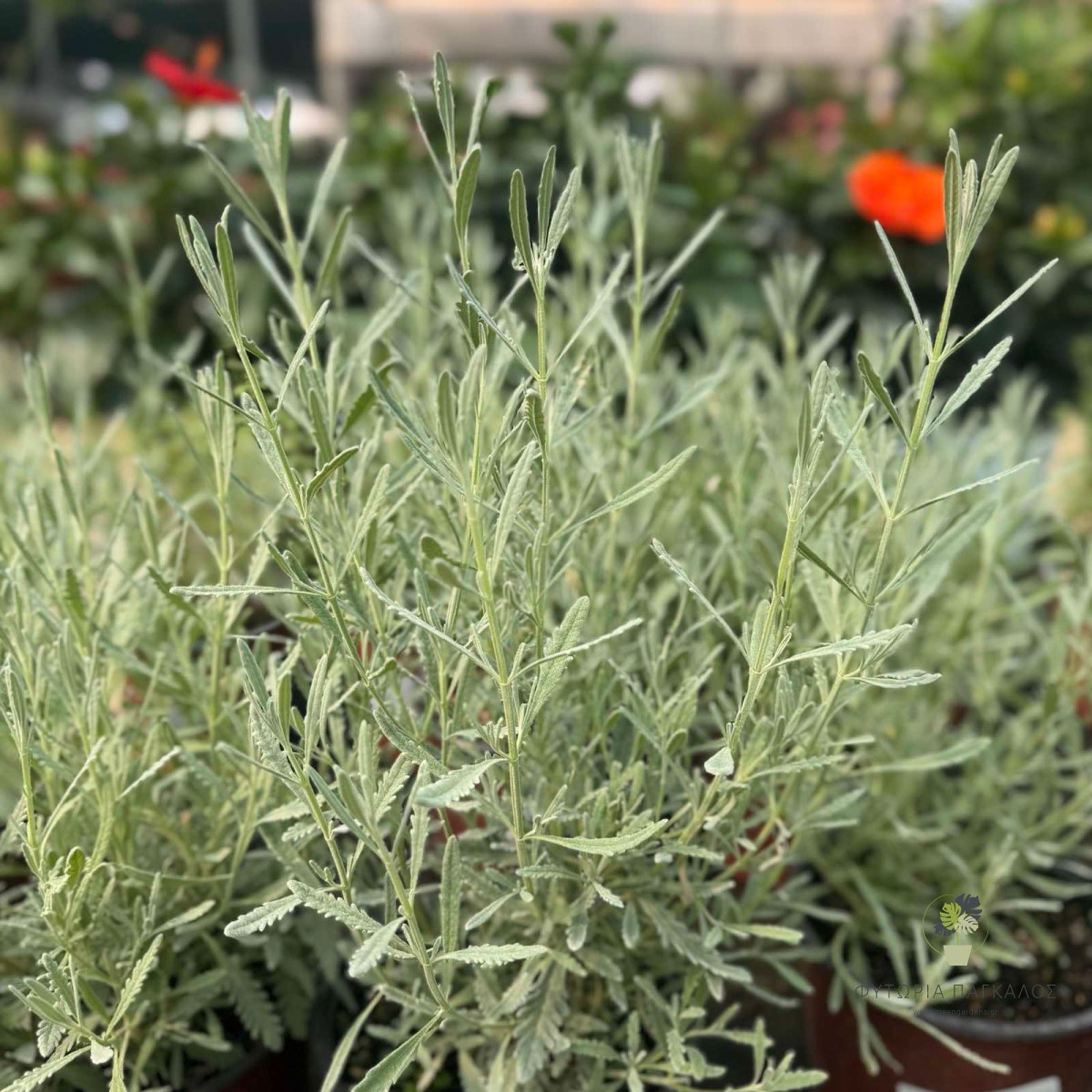 Λεβάντα (Lavandula officinalis) - 2